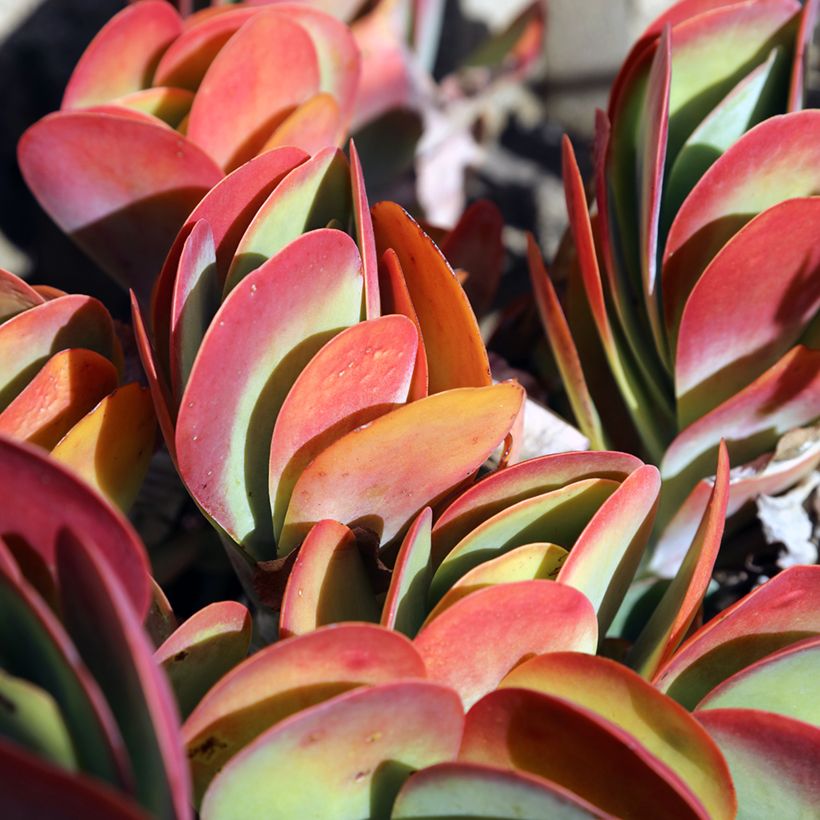 Kalanchoe thyrsiflora (Fogliame)