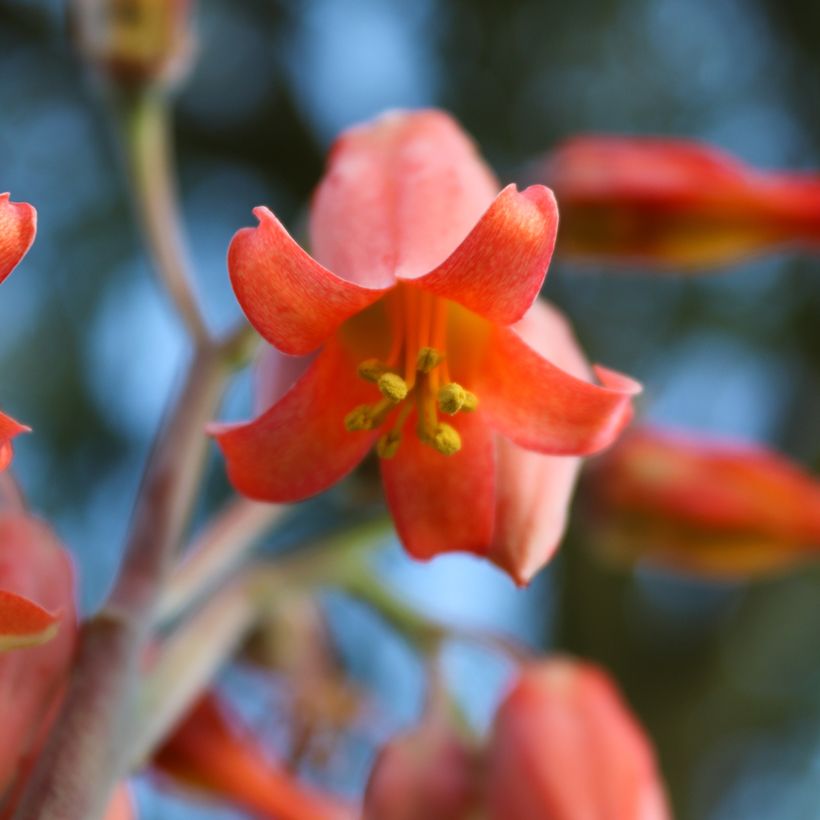 Kalanchoe thyrsiflora (Fioritura)