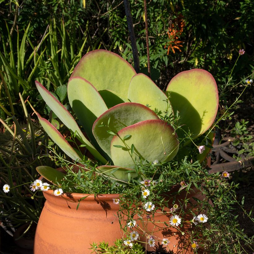 Kalanchoe thyrsiflora (Porto)