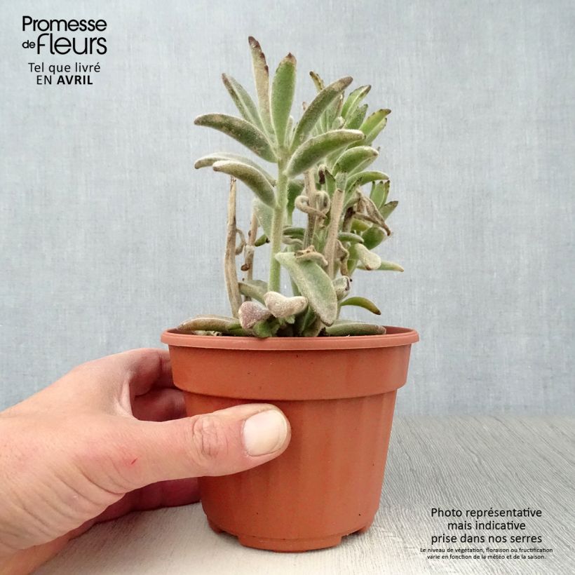 Kalanchoe tomentosa Vaso da Ø 12 cm / 13 cm esemplare consegnato in primavera