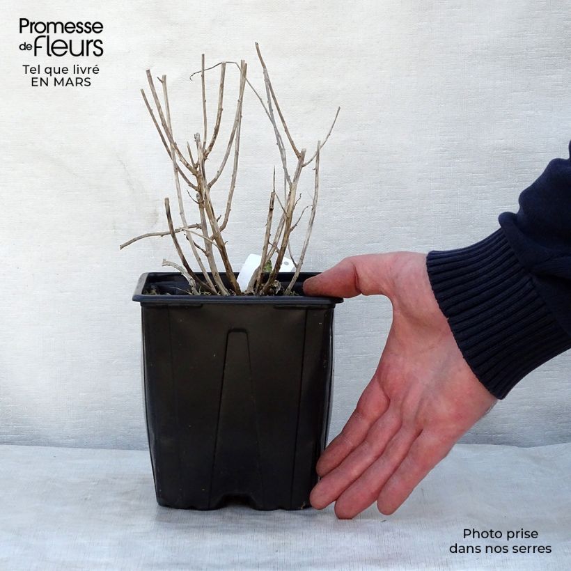 Kalimeris incisa Blue Star - Aster giapponese Vaso da 2L/3L esemplare consegnato in primavera