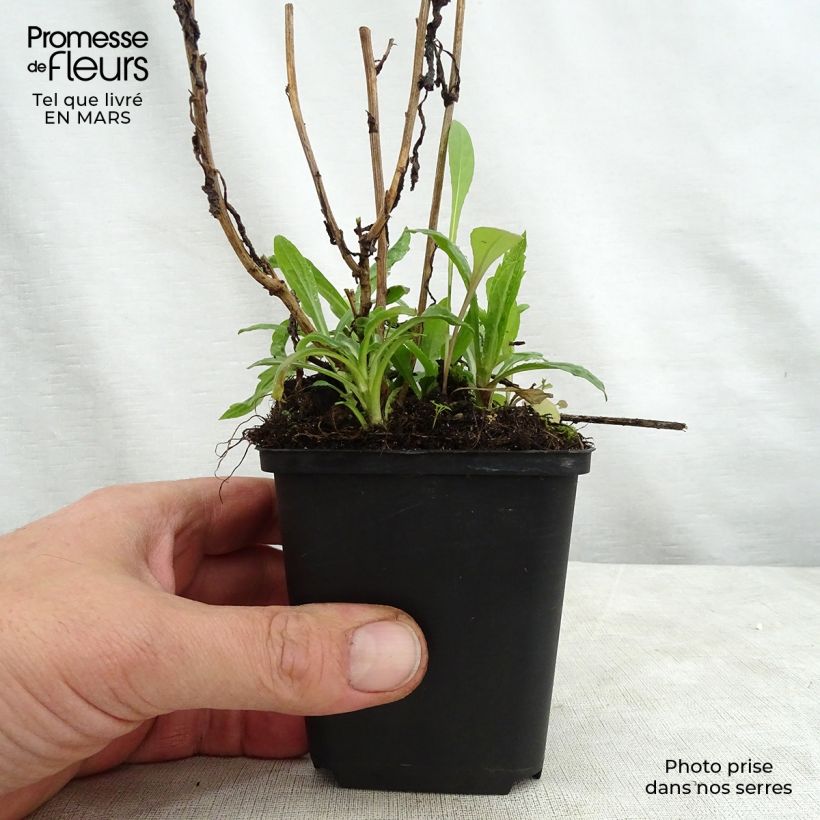 Example of Kalimeris incisa Charlotte - Aster giapponese Vasetto da 8/9 cm as you get in printemps