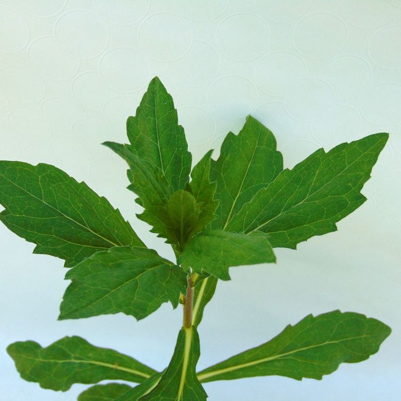 Kalimeris incisa Madiva - Aster giapponese (Foliage)