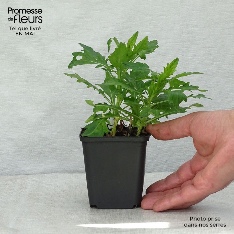 Example of Kalimeris incisa Madiva - Aster giapponese Vasetto da 8/9 cm as you get in printemps