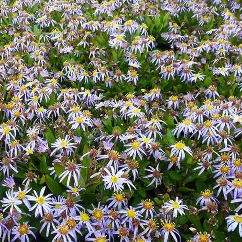 Kalimeris incisa Nana Blue - Aster giapponese (Flowering)