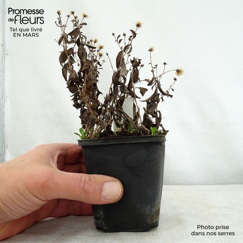 Example of Kalimeris incisa Nana Blue - Aster giapponese Vasetto da 8/9 cm as you get in printemps