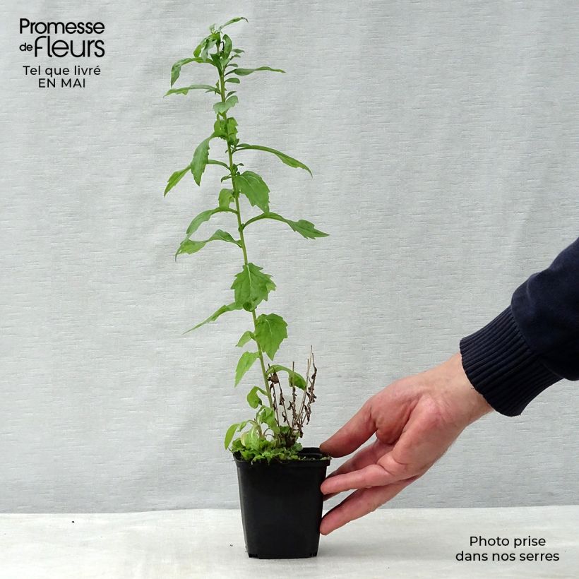 Kalimeris mongolica Antonia - Aster giapponese Vasetto da 8/9 cm esemplare consegnato in primavera