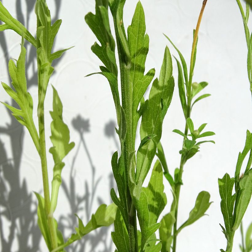 Kalimeris pinnatifida var. hortensis - Aster giapponese (Foliage)