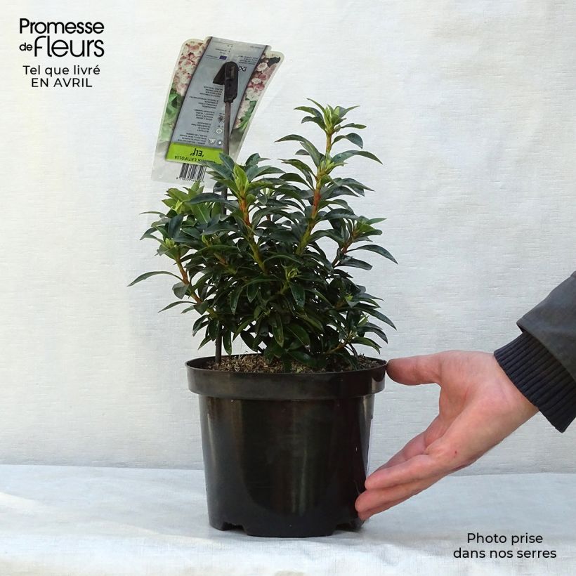 Kalmia latifolia Elf - Alloro di montagna Vaso da 3L/4L esemplare consegnato in primavera