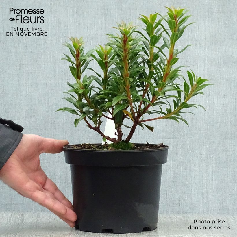 Esemplare di Kalmia latifolia Minuet - Alloro di montagna Vaso da 2L/3L come consegnato in autunno