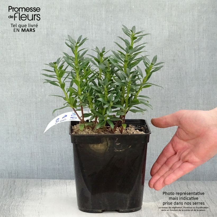 Example of Kalmia latifolia Minuet - Alloro di montagna Vaso da 2L/3L as you get in printemps