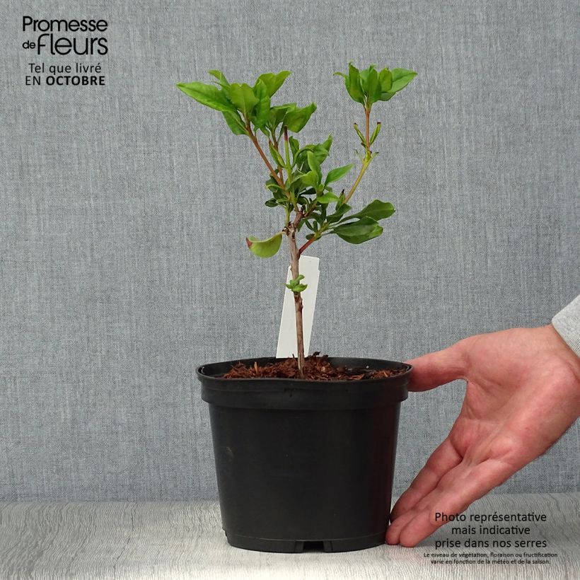 Esemplare di Kalmia latifolia Otsbo Red - Laurier des montagnes rouge et rose vif. Pot de 2L/3L come consegnato in autunno