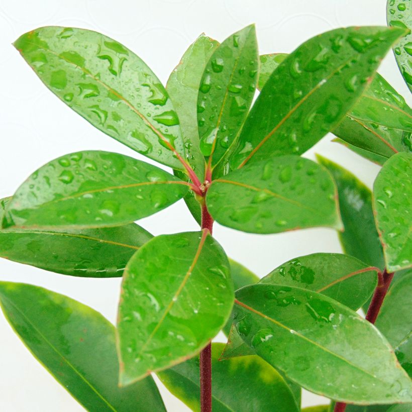 Kalmia latifolia Peppermint - Alloro di montagna (Fogliame)