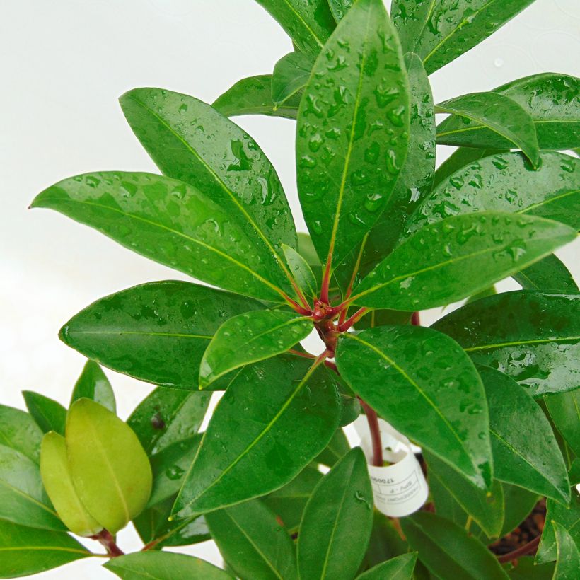 Kalmia latifolia Pink Charm - Alloro di montagna (Foliage)