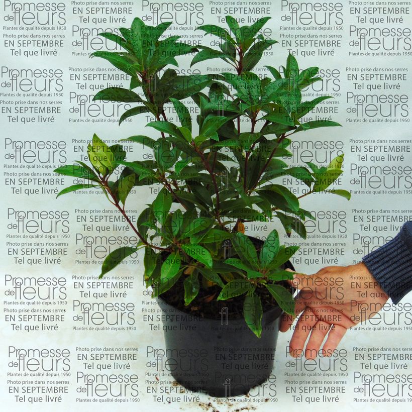 Example of Kalmia latifolia Pink Charm - Alloro di montagna Vaso da 4L/5L as you get