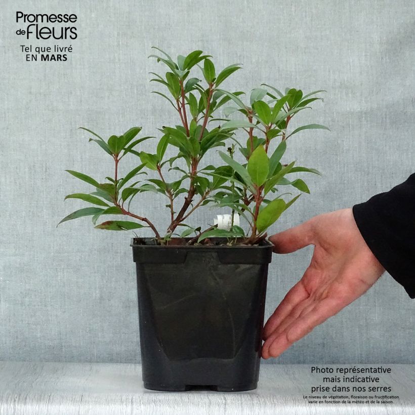 Example of Kalmia latifolia Pinkobello - Alloro di montagna Vaso da 3L/4L as you get in printemps