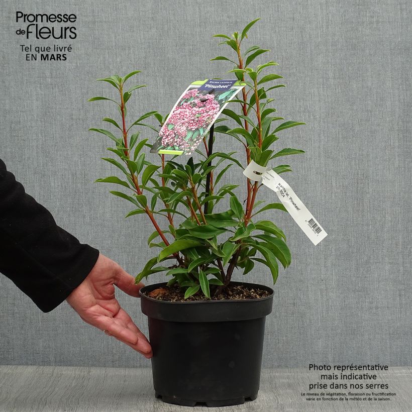 Example of Kalmia latifolia Pinwheel - Alloro di montagna Vaso da 3L/4L as you get in printemps