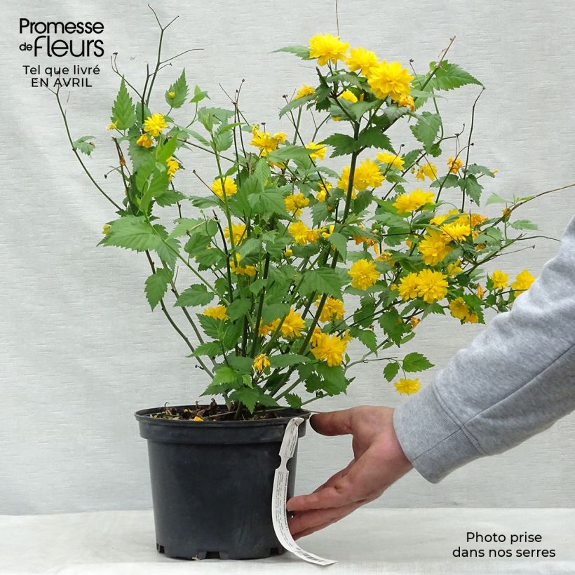 Example of Kerria japonica Pleniflora Vaso da 2L/3L as you get in printemps