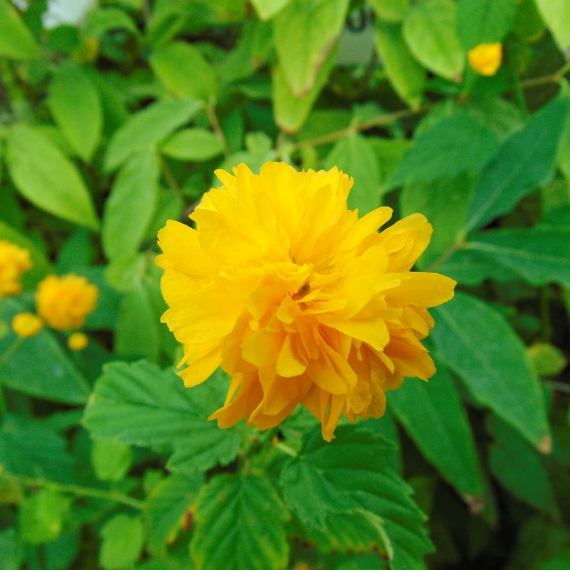 Kerria japonica Pleniflora (Flowering)