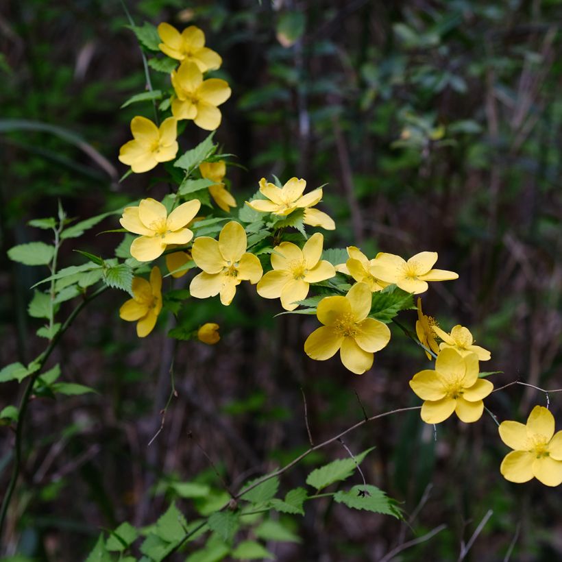 Kerria japonica (Flowering)