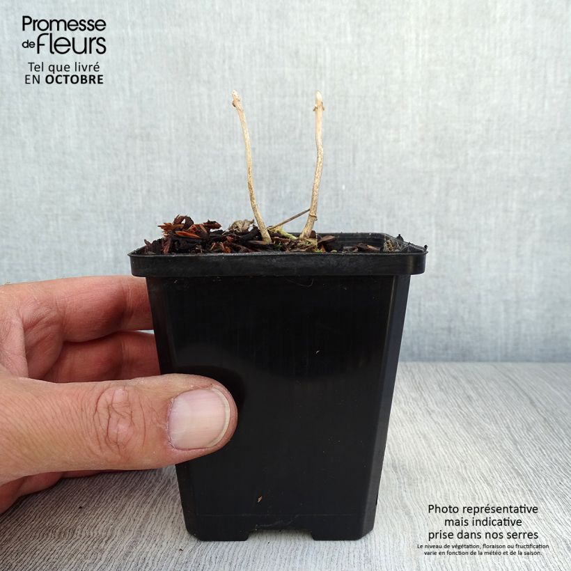 Esemplare di Kirengeshoma palmata Vasetto da 8/9 cm come consegnato in autunno