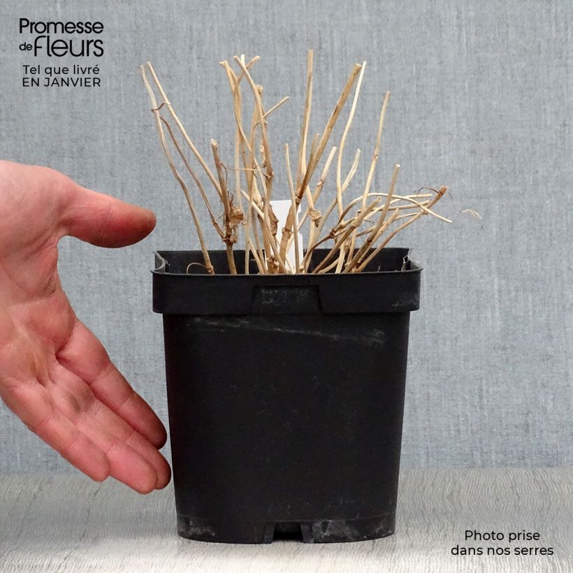 Example of Kirengeshoma palmata Vaso da 2L/3L as you get in hiver