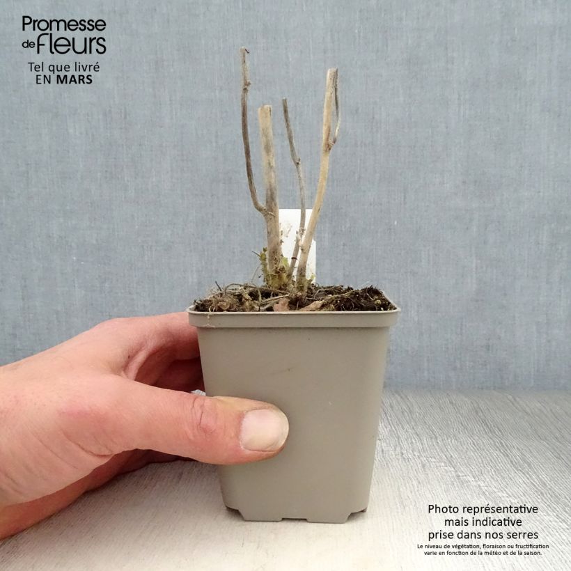 Kitaibelia vitifolia Vasetto da 8/9 cm esemplare consegnato in primavera