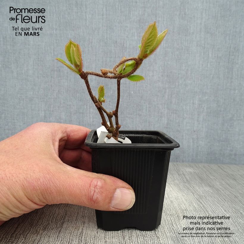 Kiwi Actinidia deliciosa Kiwidoo (feminna) Vasetto da 8/9 cm esemplare consegnato in primavera