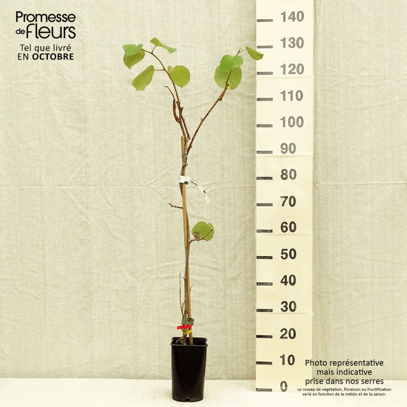Esemplare di Kiwi Actinidia deliciosa Kiwidoo (feminna) Vaso da 2L/3L come consegnato in autunno