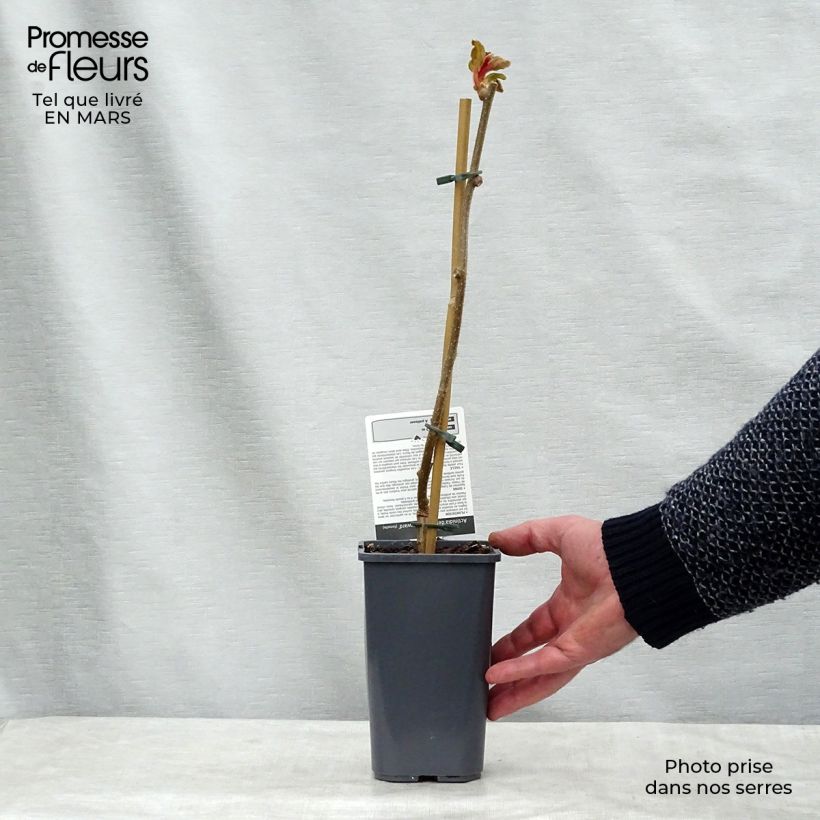 Kiwi Actinidia deliciosa Hayward Bio Vaso da 1,5L/2L esemplare consegnato in primavera