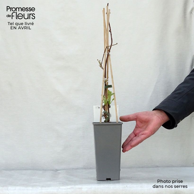 Example of Kiwi Actinidia deliciosa Jenny (autofertile) Vaso da 1,5L/2L as you get in printemps