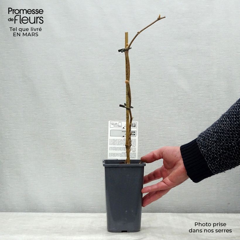 Kiwi Actinidia deliciosa Jenny Bio Vaso da 1,5L/2L esemplare consegnato in primavera