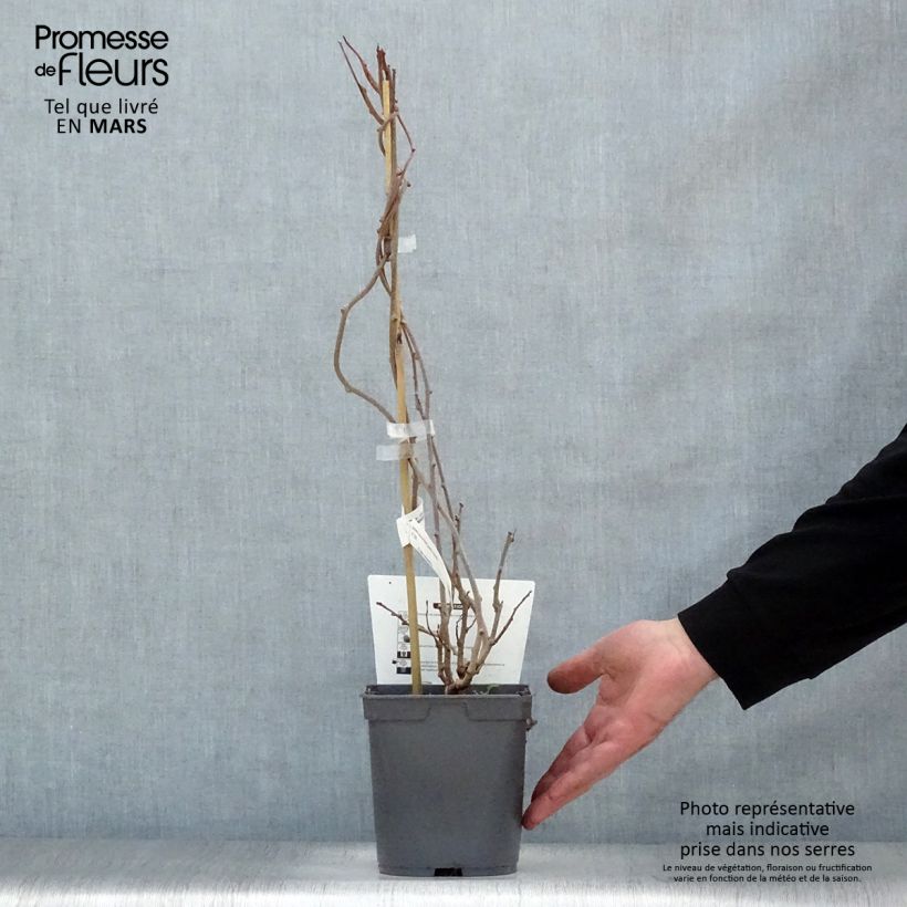 Mini kiwi Actinidia arguta Red Jumbo Vaso da 1,5L/2L esemplare consegnato in primavera