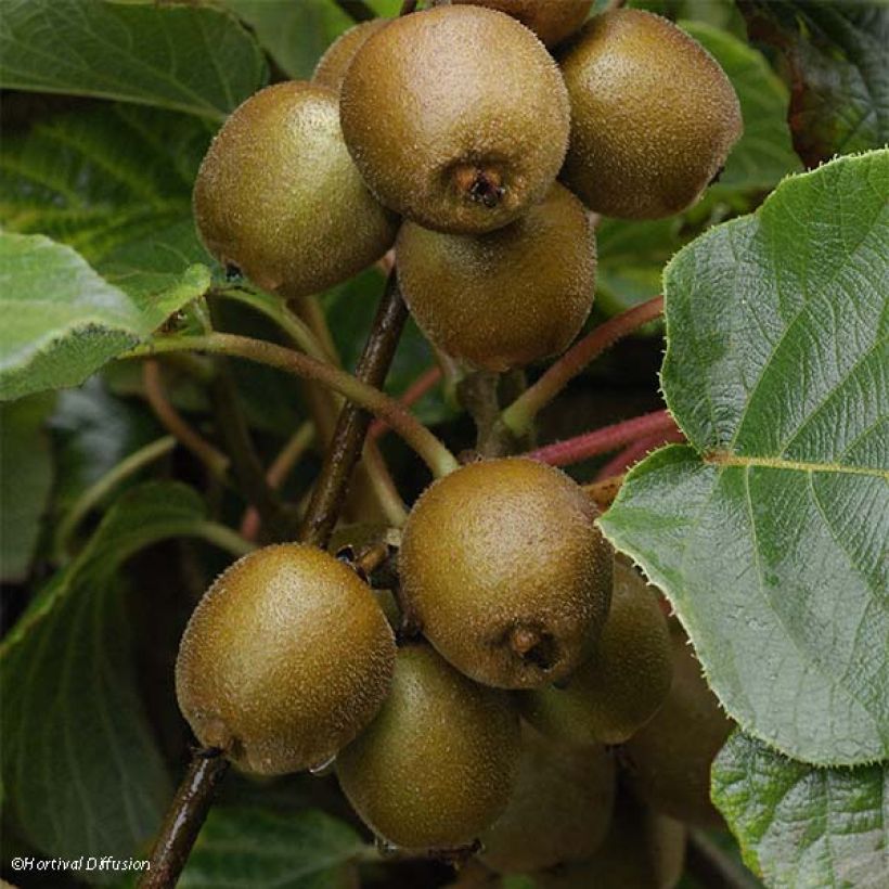 Kiwi Actinidia chinensis Minkigold (Raccolta)