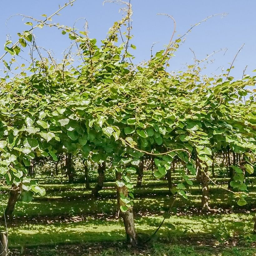Kiwi Actinidia deliciosa Montcap (Porto)