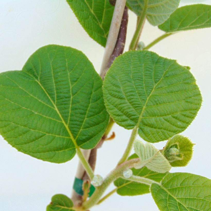 Kiwi Actinidia chinensis Solissimo (Fogliame)