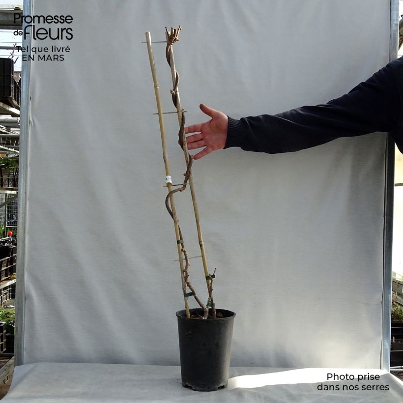 Kiwi Actinidia chinensis Solissimo Vaso da 4L/5L esemplare consegnato in primavera