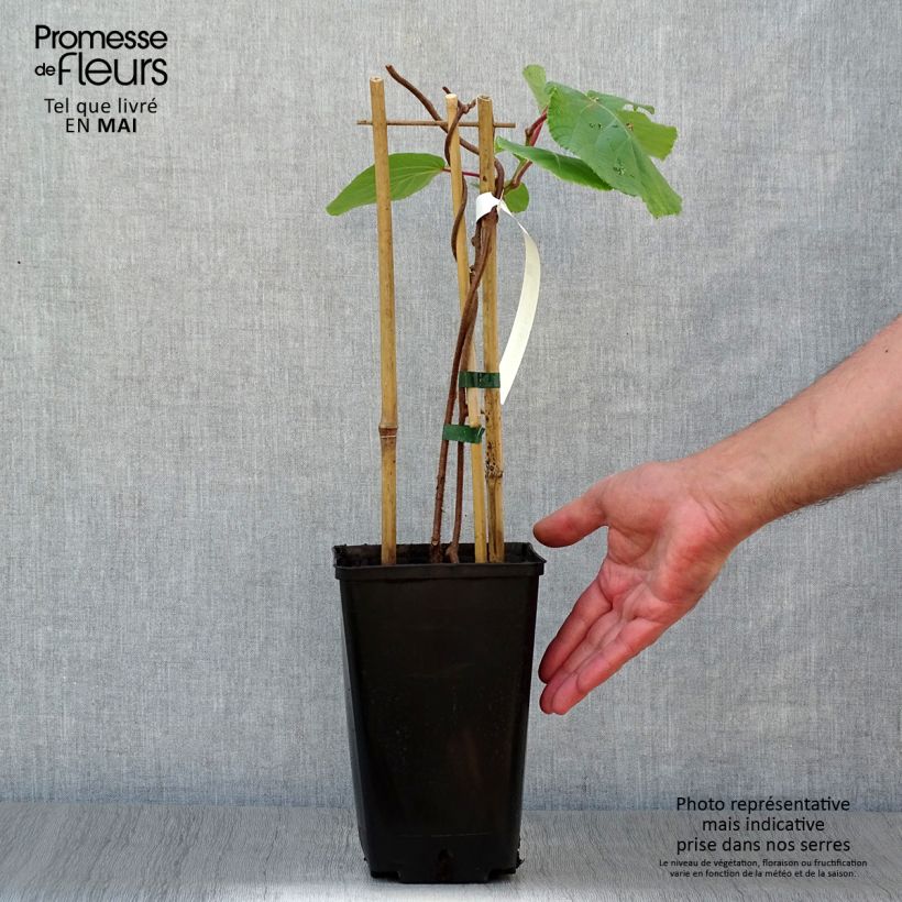 Kiwi Actinidia deliciosa Tomuri (maschio) Vaso da 2L/3L esemplare consegnato in primavera