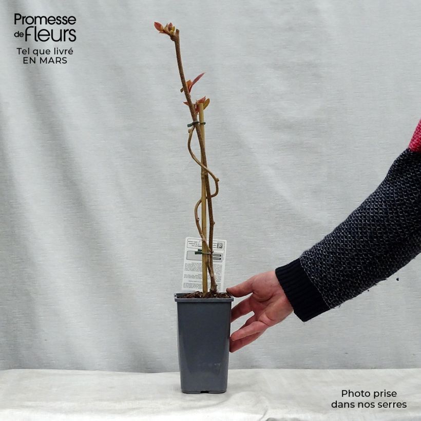 Kiwi Actinidia deliciosa Tomuri maschio Bio Vaso da 1,5L/2L esemplare consegnato in primavera