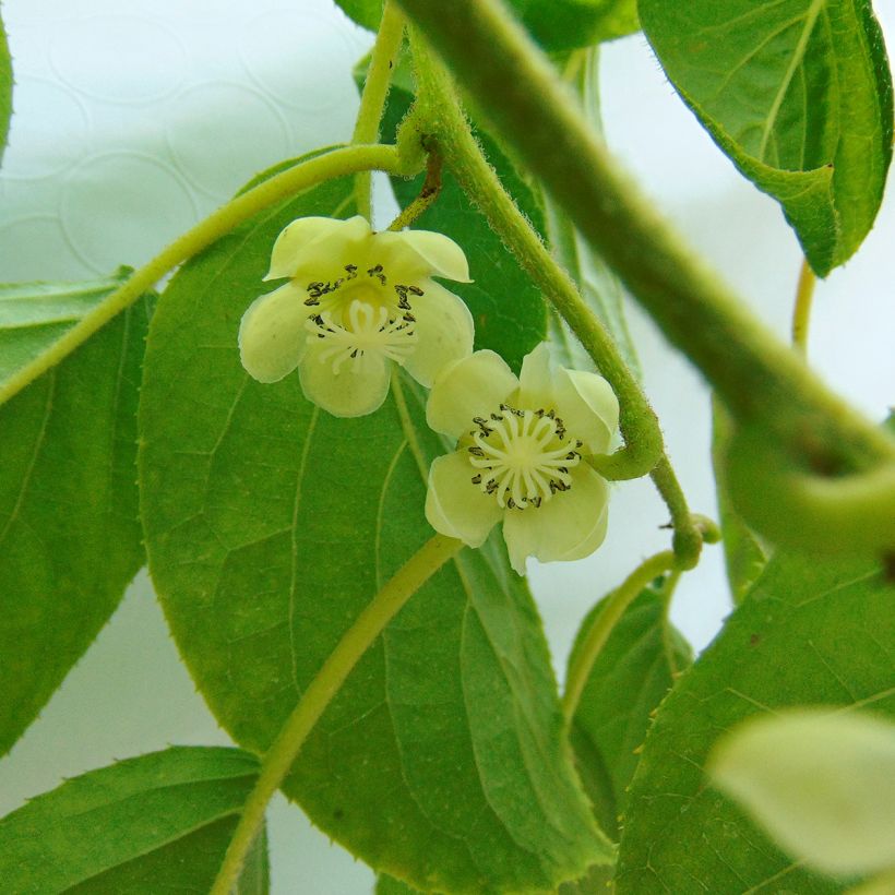 Mini kiwi Actinidia arguta Kokuwa (Flowering)
