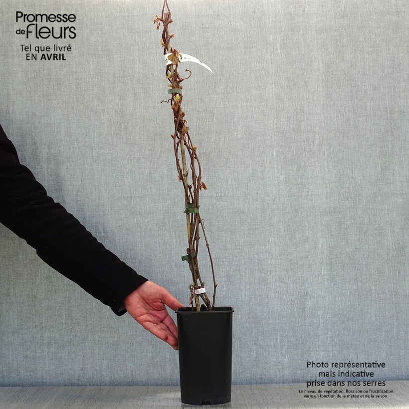 Example of Kiwi Actinidia chinensis Solo Vaso da 3L/4L as you get in printemps