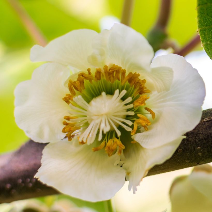 Kiwi Actinidia chinensis Solo (Flowering)