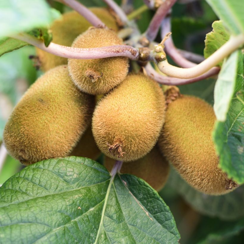 Kiwi Actinidia chinensis Solo (Harvest)