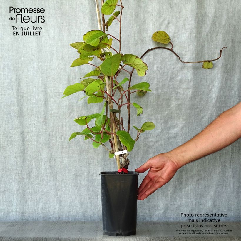 Esemplare di Kiwi Actinidia deliciosa Montcap Vaso da 2L/3L consegnato in estate
