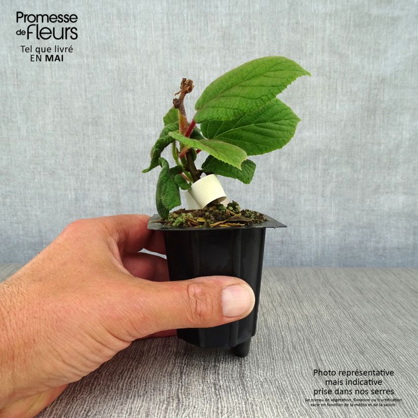 Kiwi Actinidia deliciosa Monty Vasetto da 8/9 cm esemplare consegnato in primavera