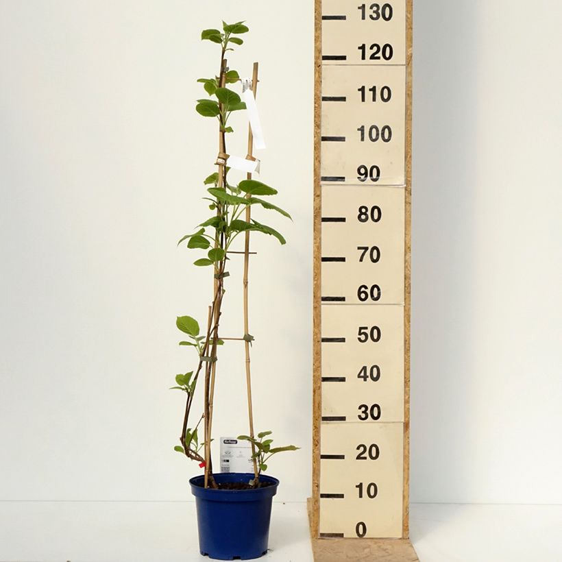 Duo Kiwis jaunes kiw'Happy mâle et femelle réunis dans un pot Vaso da 4L/5L esemplare consegnato in primavera