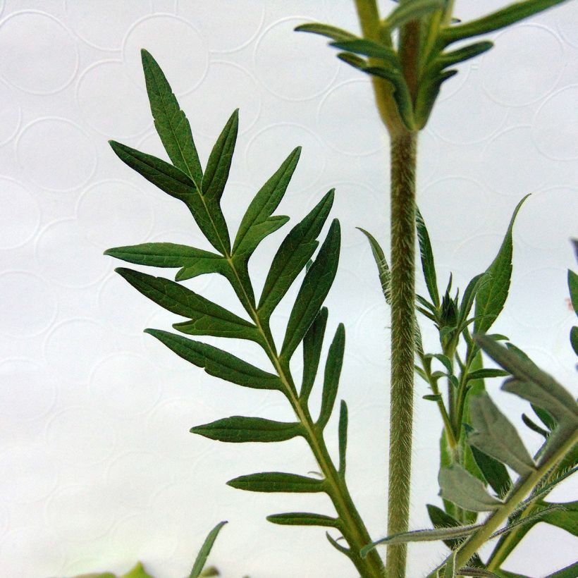 Knautia arvensis - Ambretta comune (Foliage)
