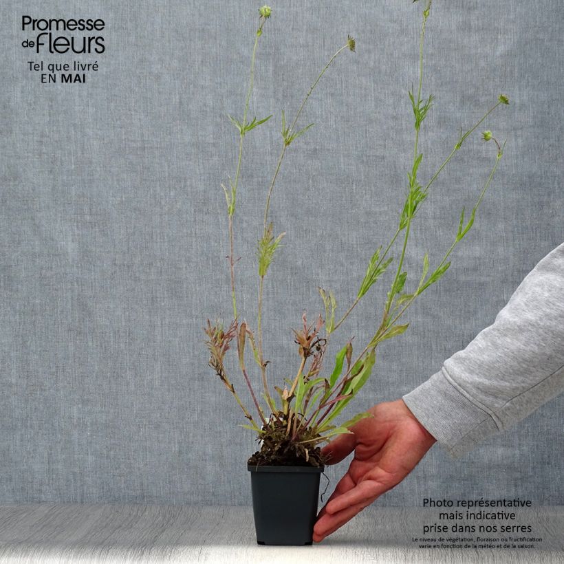 Example of Knautia arvensis - Ambretta comune Vasetto da 8/9 cm as you get in printemps