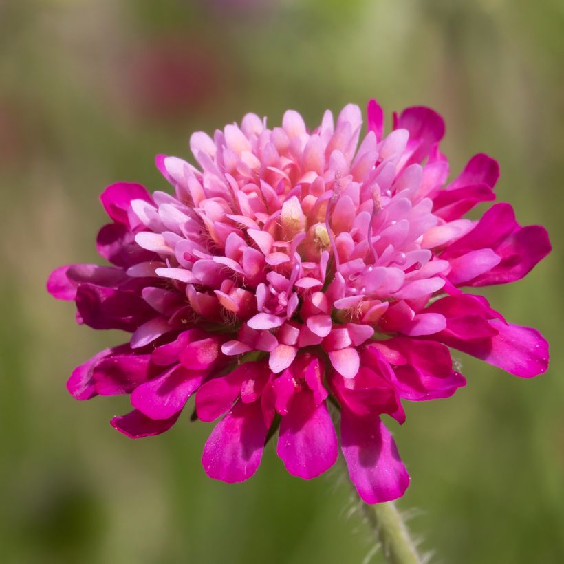 Knautia macedonica Melton Pastels (Fioritura)