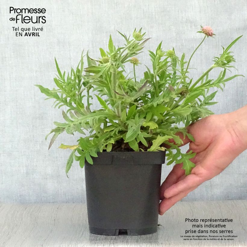 Example of Knautia macedonica Vaso da 2L/3L as you get in printemps